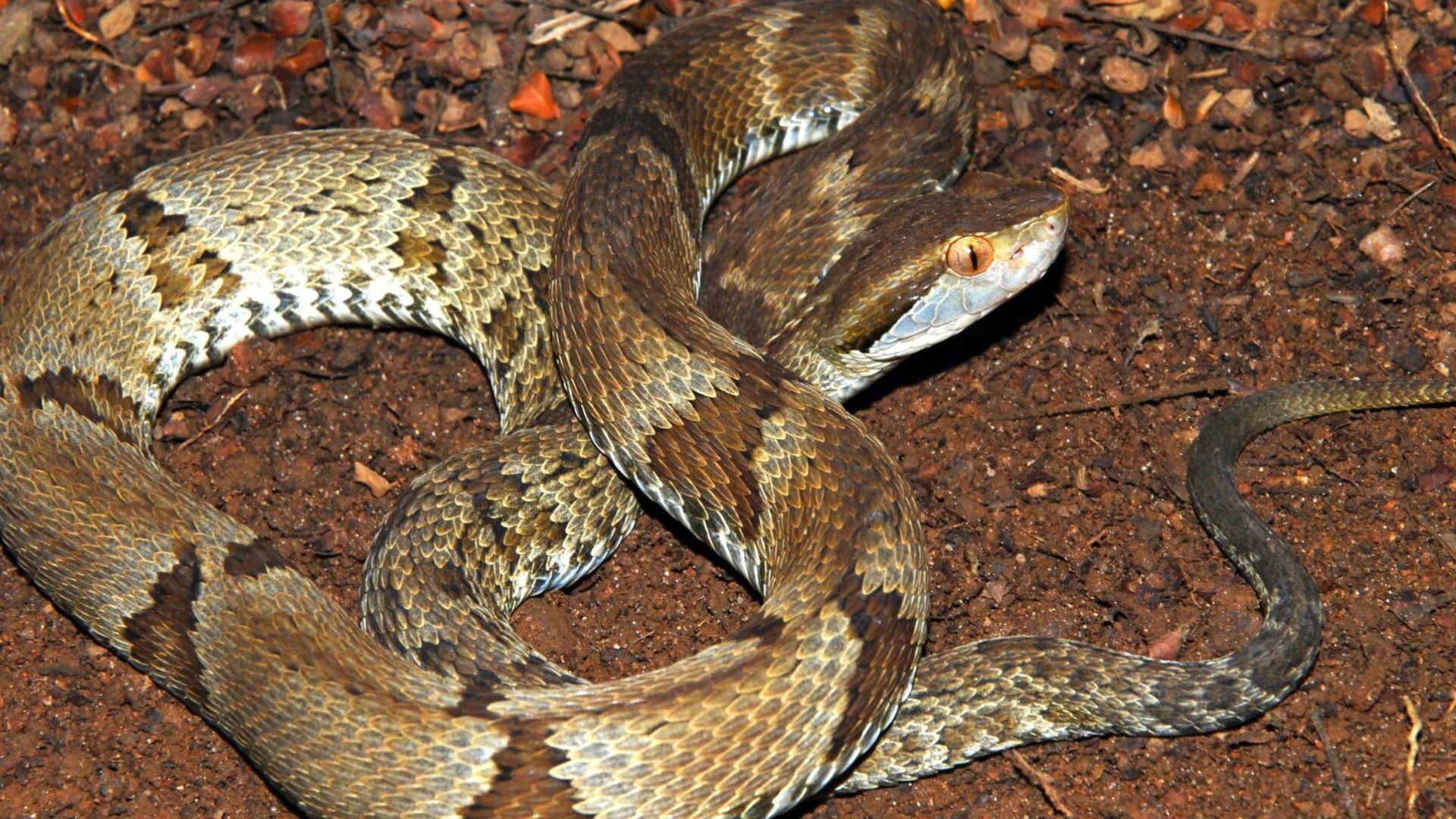 Buscar atendimento no PAI para ocorrências envolvendo animais pode atrasar a assistência adequada, que deve ser feita com urgência em uma unidade especializada. (Foto: Marcelo Ribeiro Duarte / Instituto Butantan)